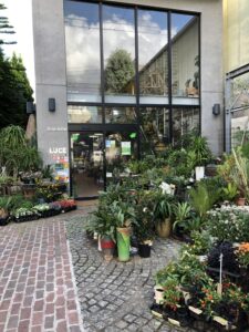 LUCE hanaume(花梅)